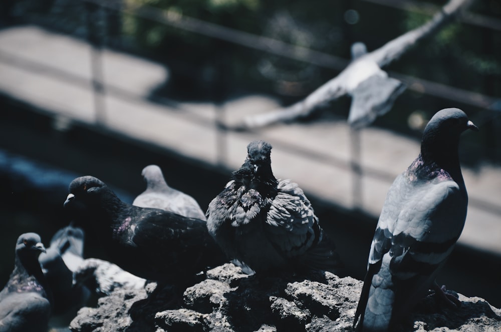 gray pigeons
