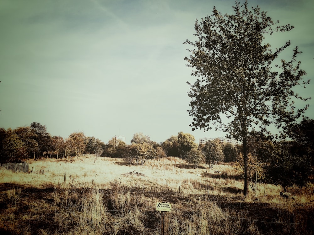 green leafed tree