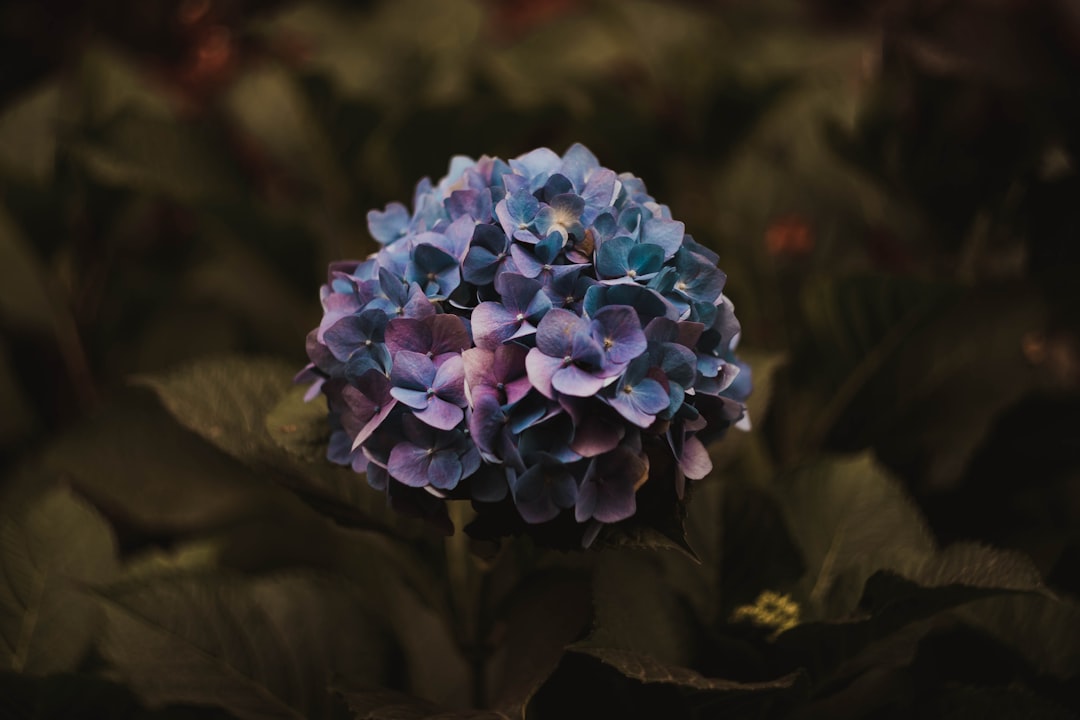 purple hydrangeas flower in selective focus photography