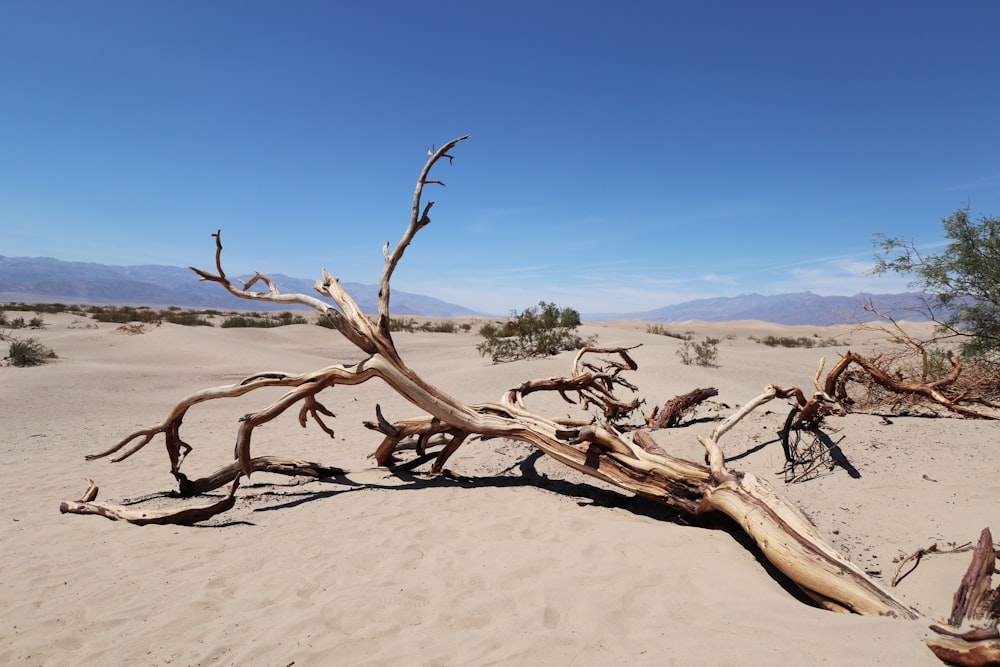 withered tree on sand