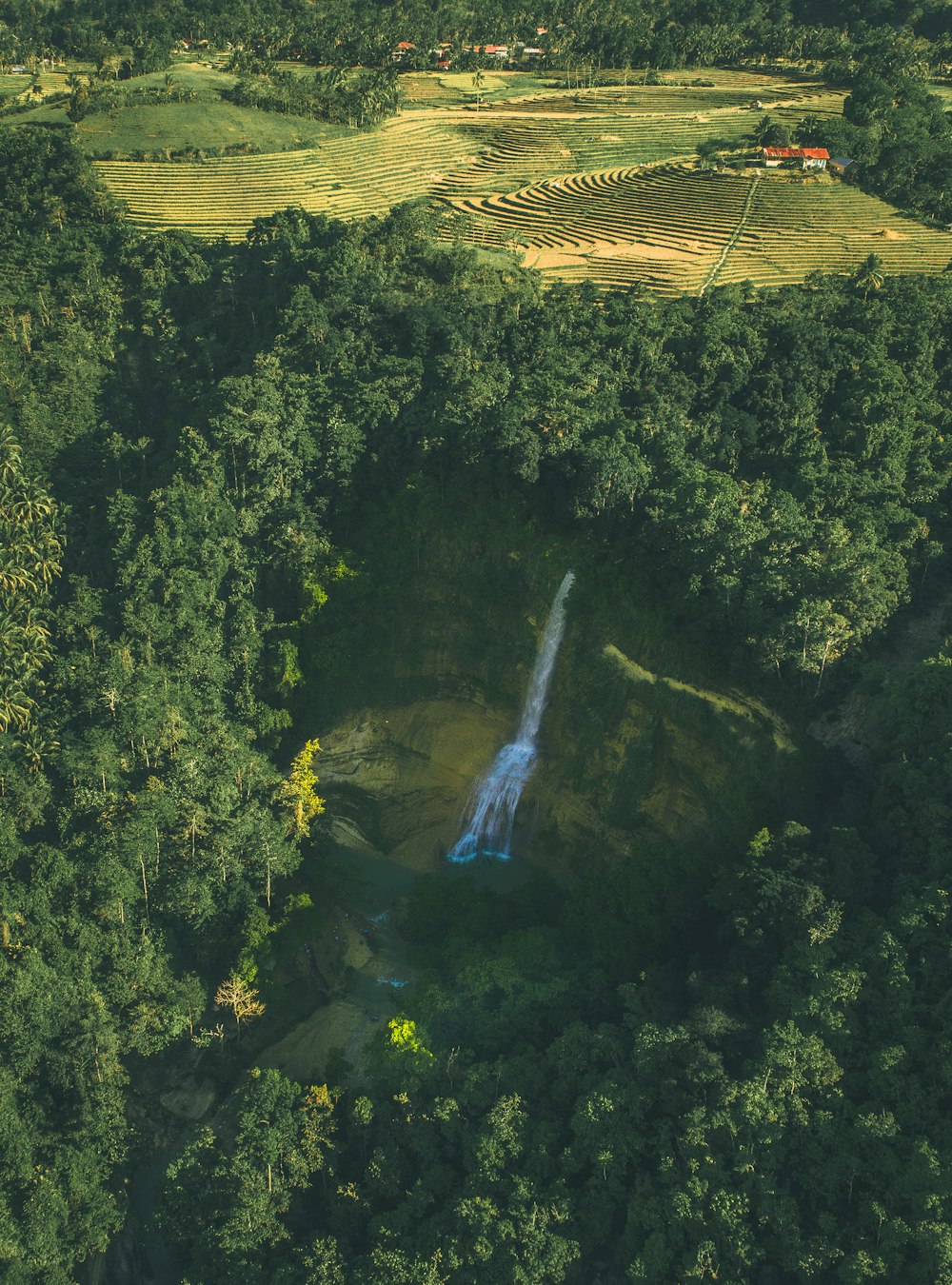 waterfall surrounded by trees