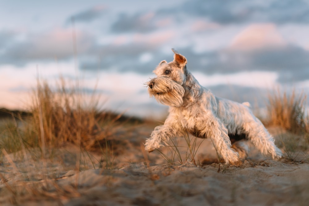 long coated white dog running on sand