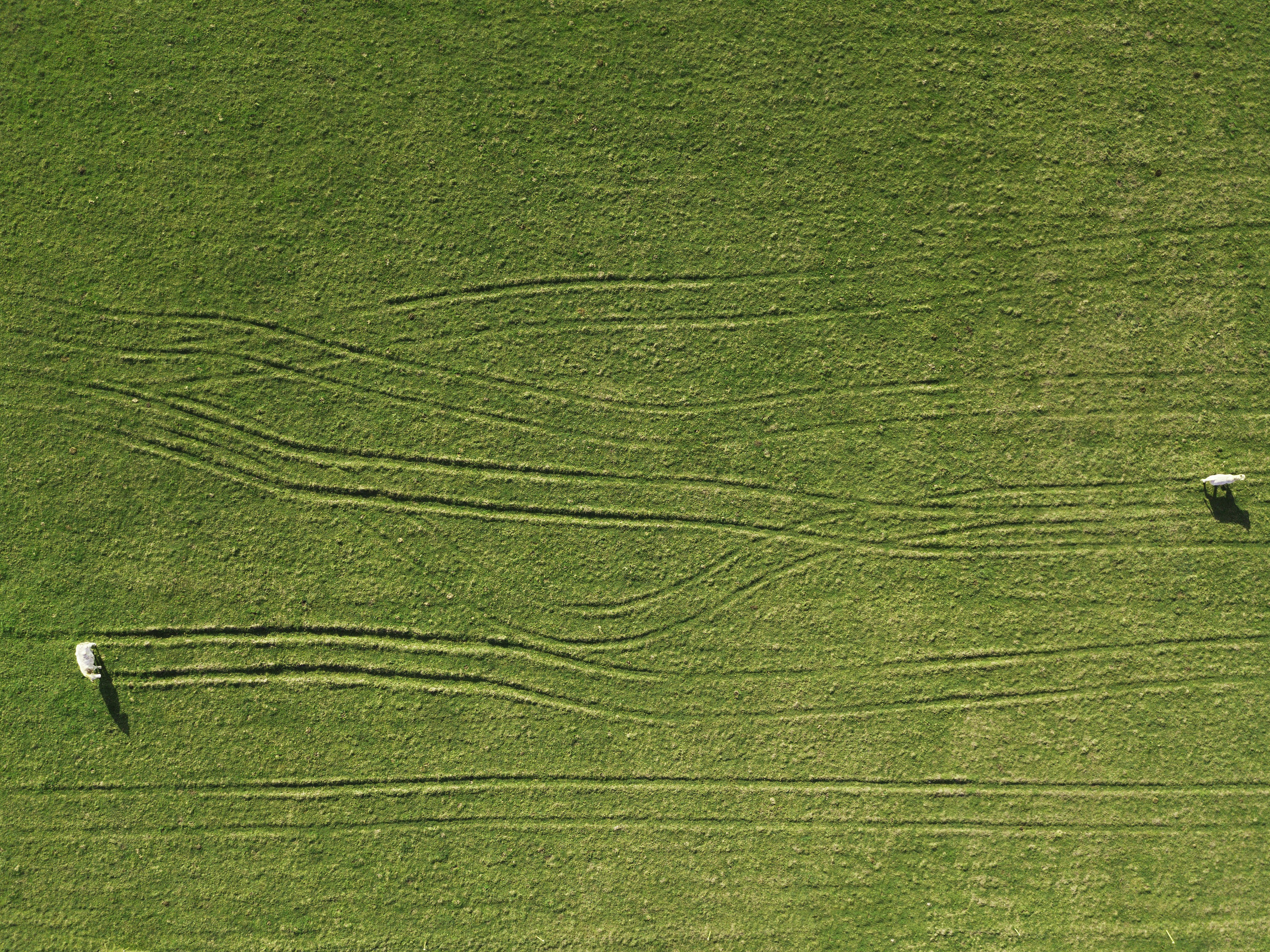 Green cricket field aerial perspective