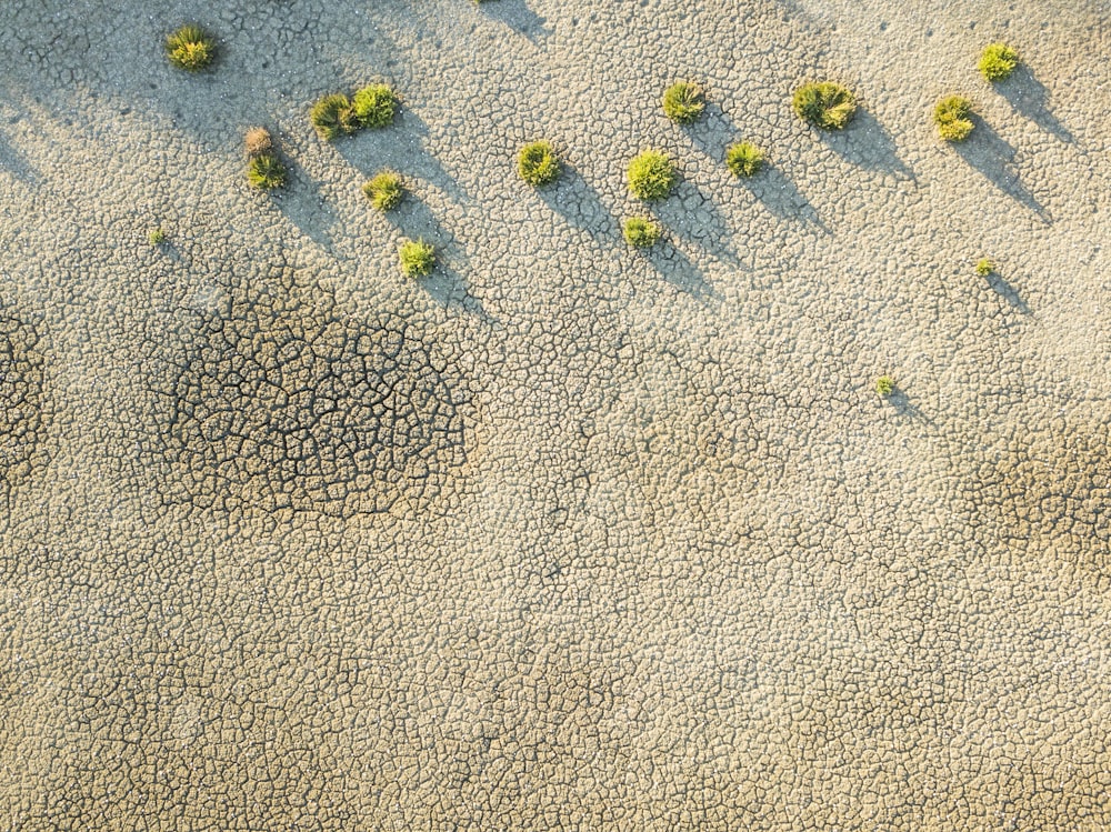 an aerial view of a sandy area with small trees