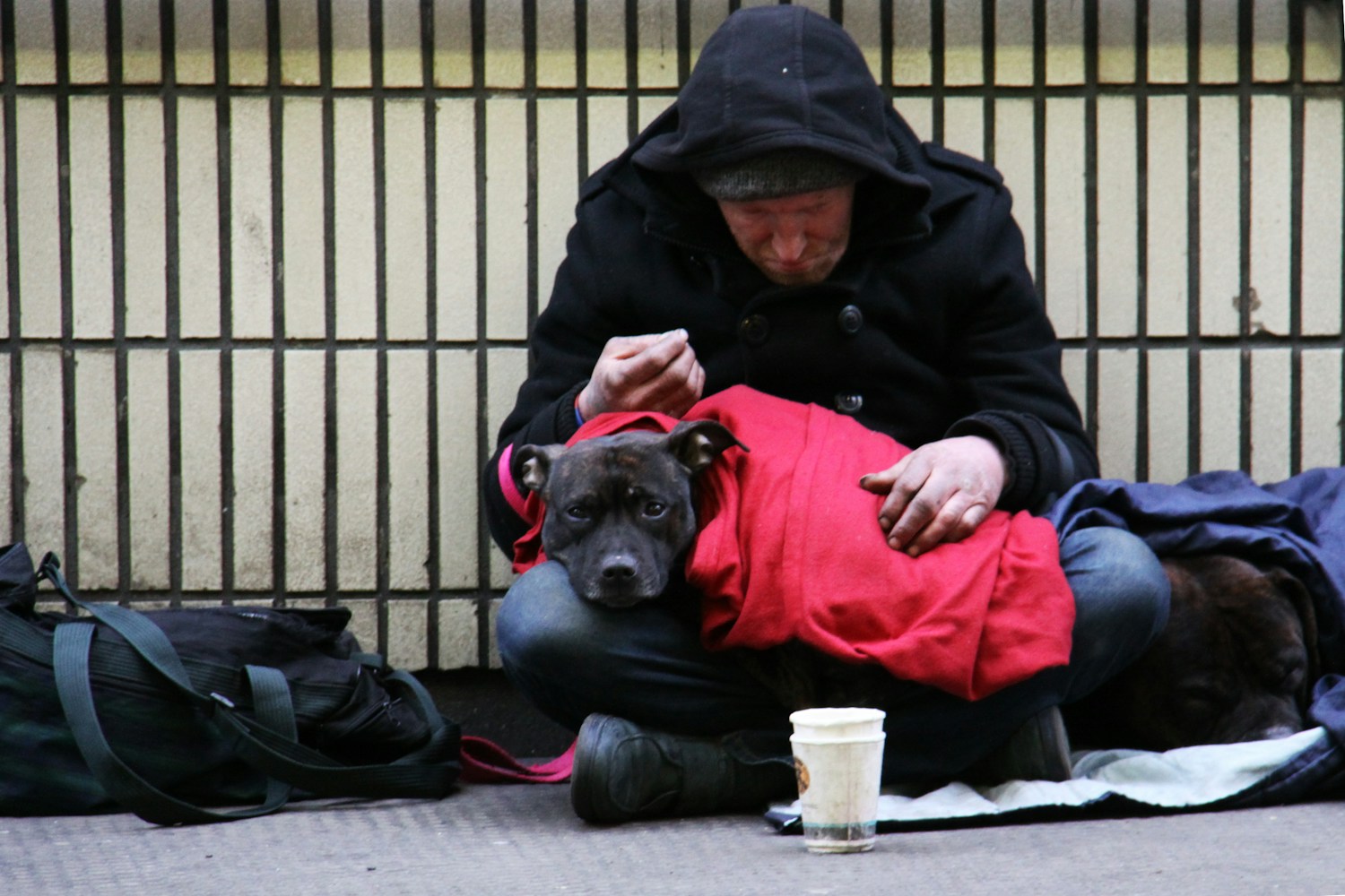 Pets of people experiencing homelessness are as well taken care of as any other animals, study indicates