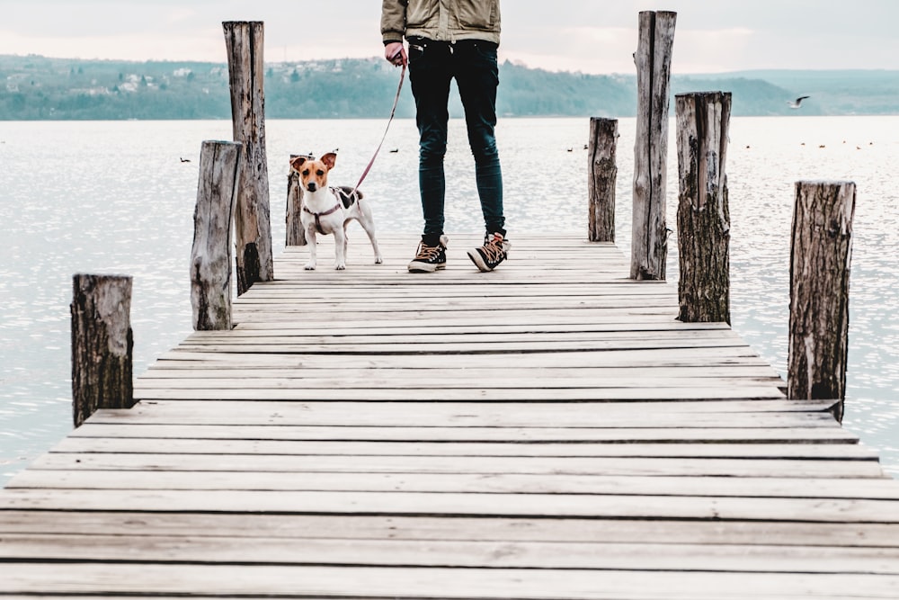 person standing on dock near dog