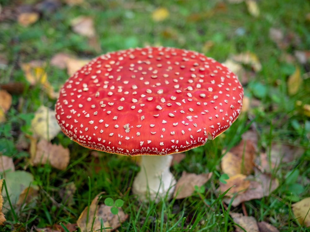 selective focus photography of red mushroom