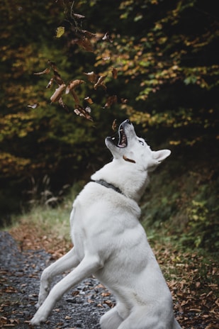 A playful beagle puppy chasing colorful leaves in a park.