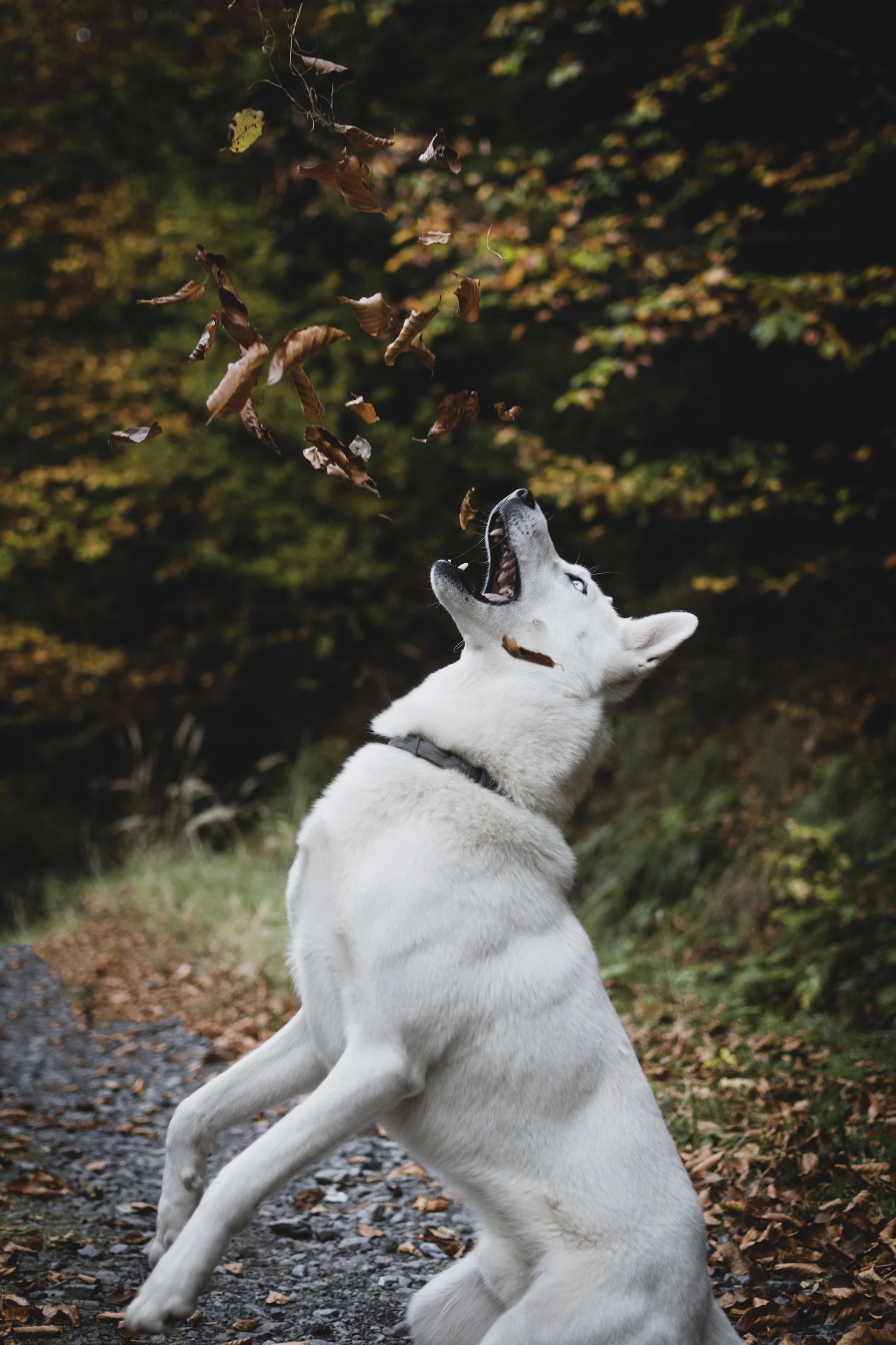 A playful puppy caught mid-leap on a vibrant autumn leaf-covered path, full of energy and life.