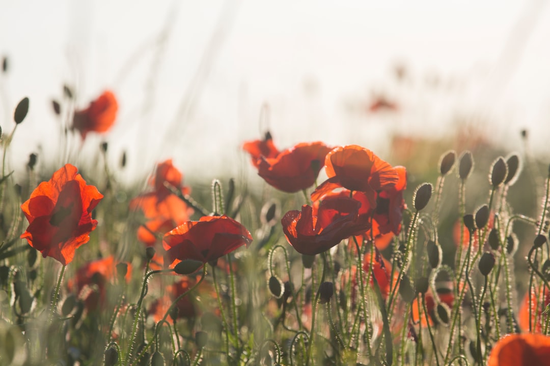 red-petaled flowers