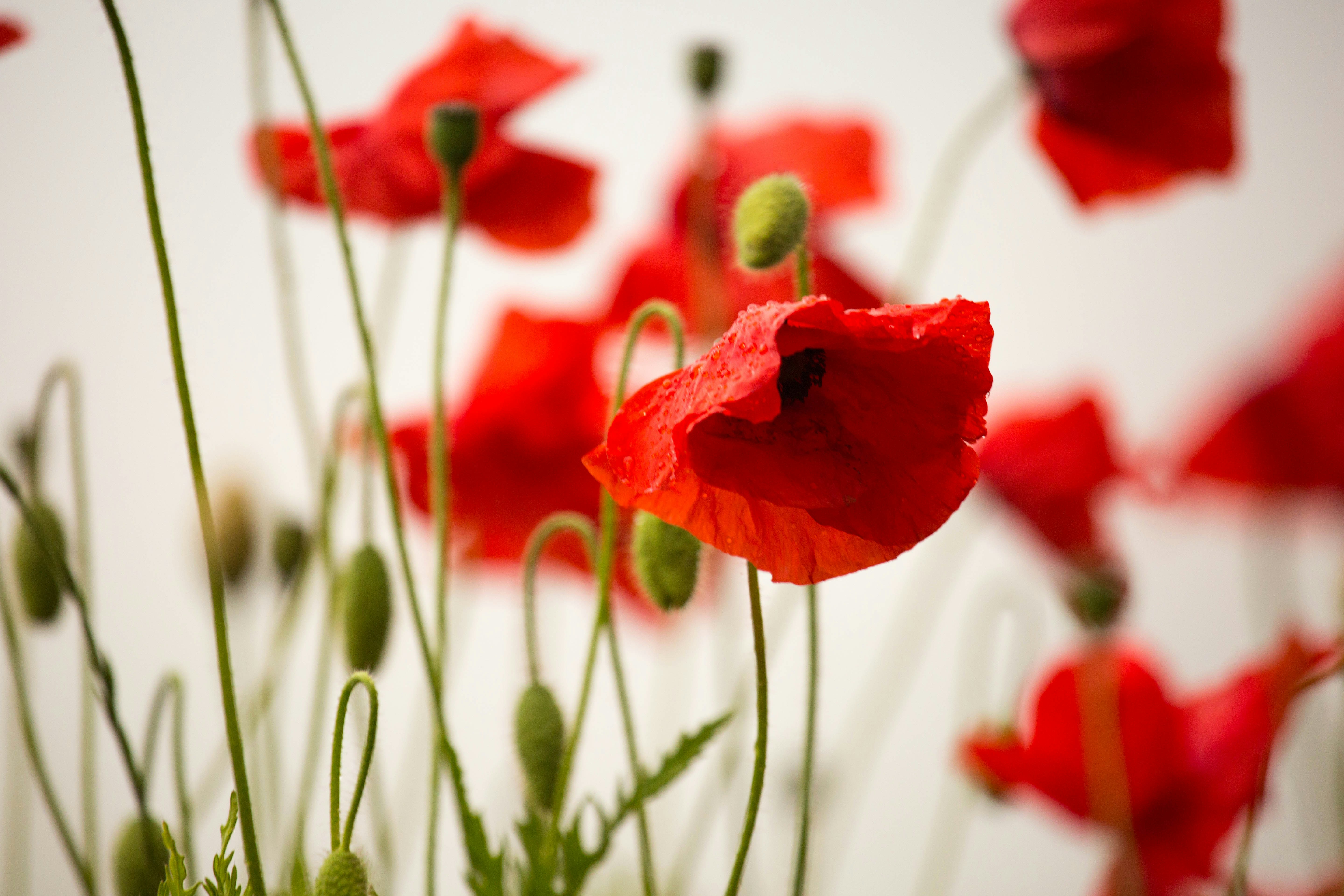 selective focus photography of common poppy