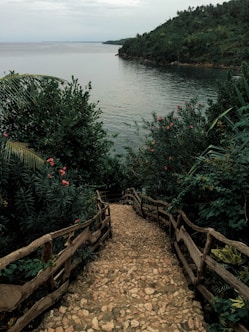 pathway in between plants leading to body of water