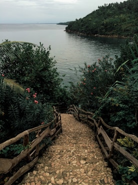 pathway in between plants leading to body of water