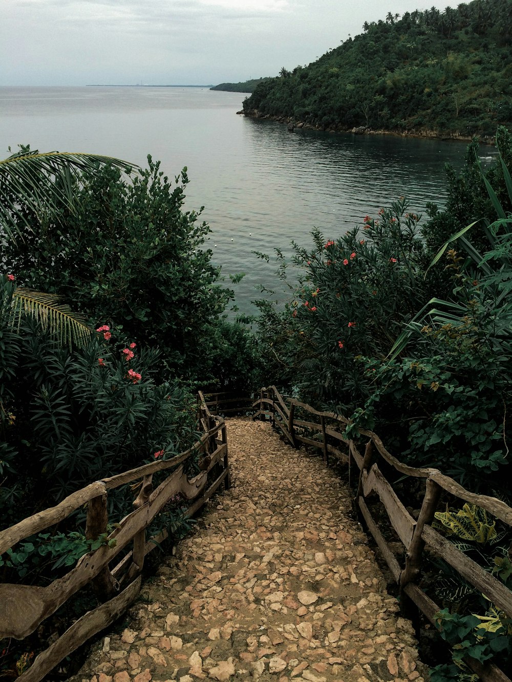 camino entre las plantas que conduce al cuerpo de agua