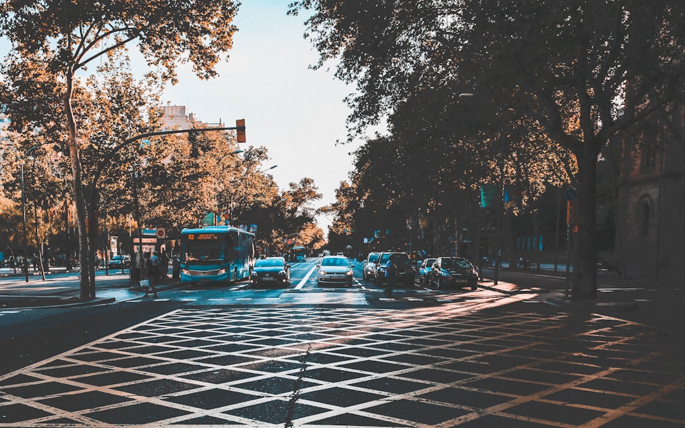 vehicles on road between trees