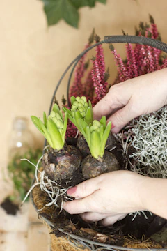 Hands carefully placing crystal flowers in a garden bed.