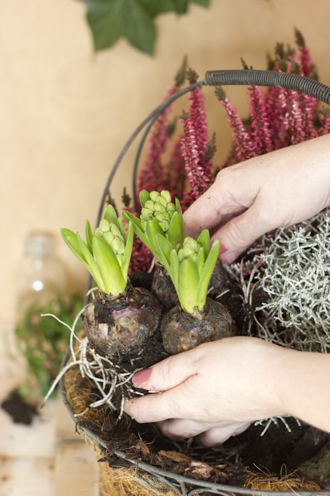 Hands carefully placing hyacinth bulbs and flowers into a basket filled with soil and decorative moss. The basket contains pink and crimson heather flowers along with light green leaves of the hyacinth bulbs.