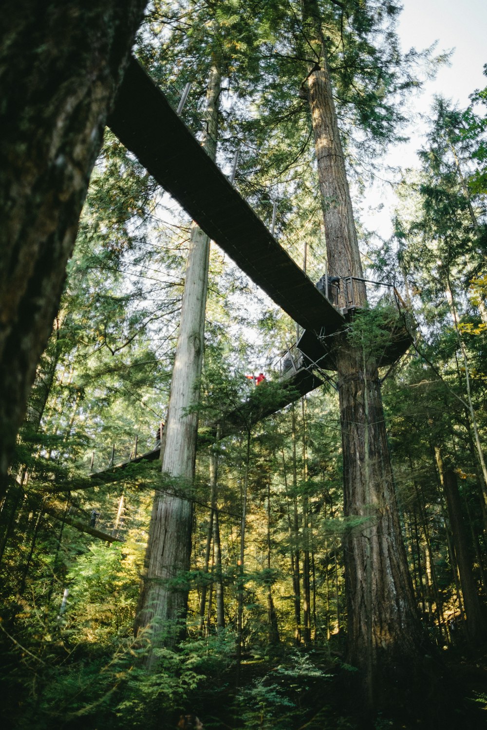 black tree bridge