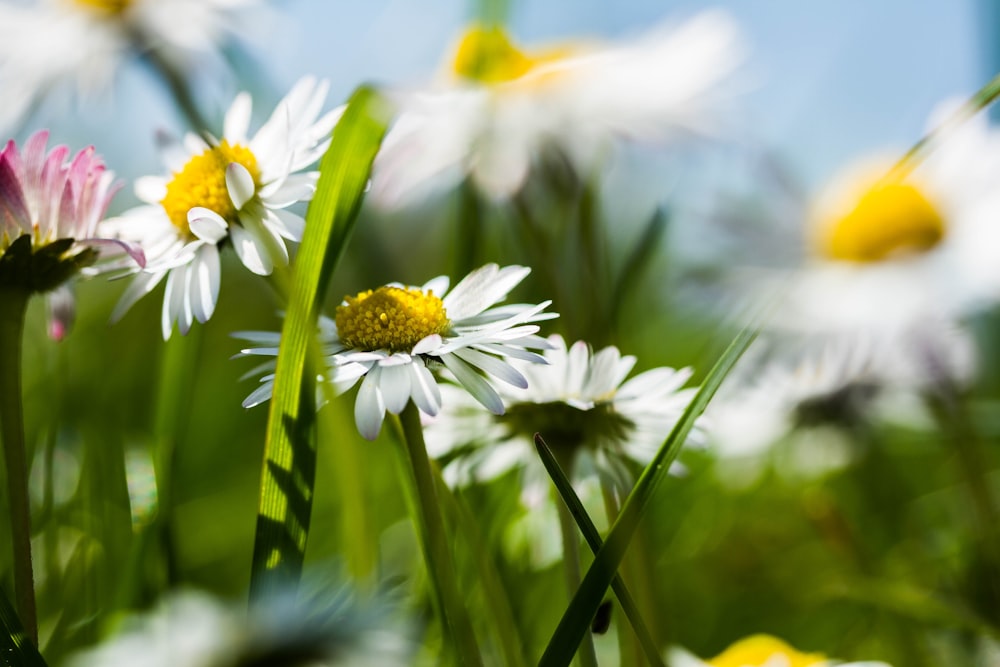 white daisy flowers