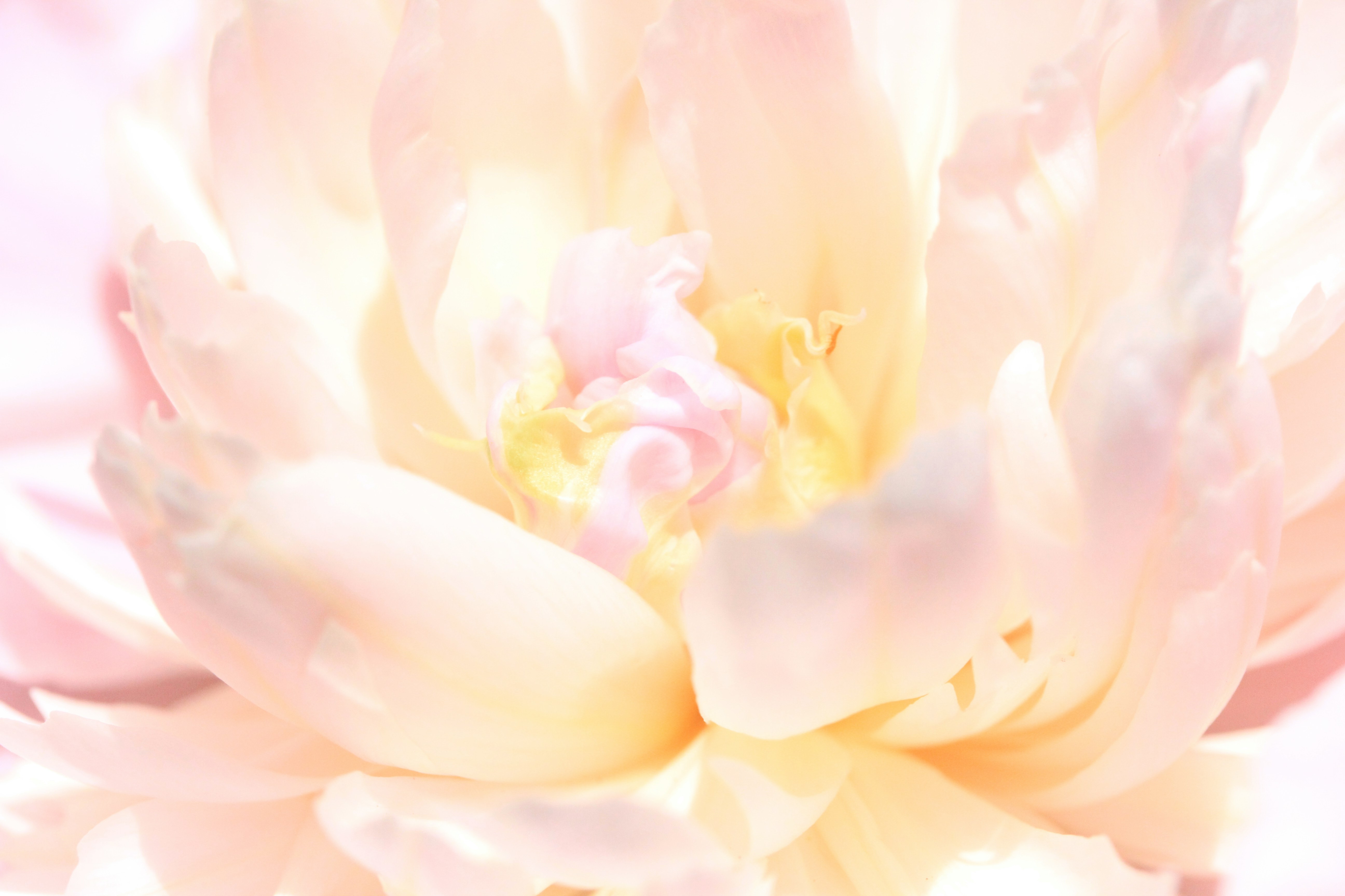 2025년 봄꽃축제 일정과 추천 명소 모음