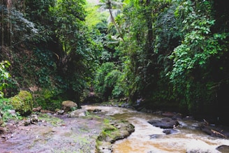 Lush green forests surrounding the serene rivers of the Reino Carinal territory.