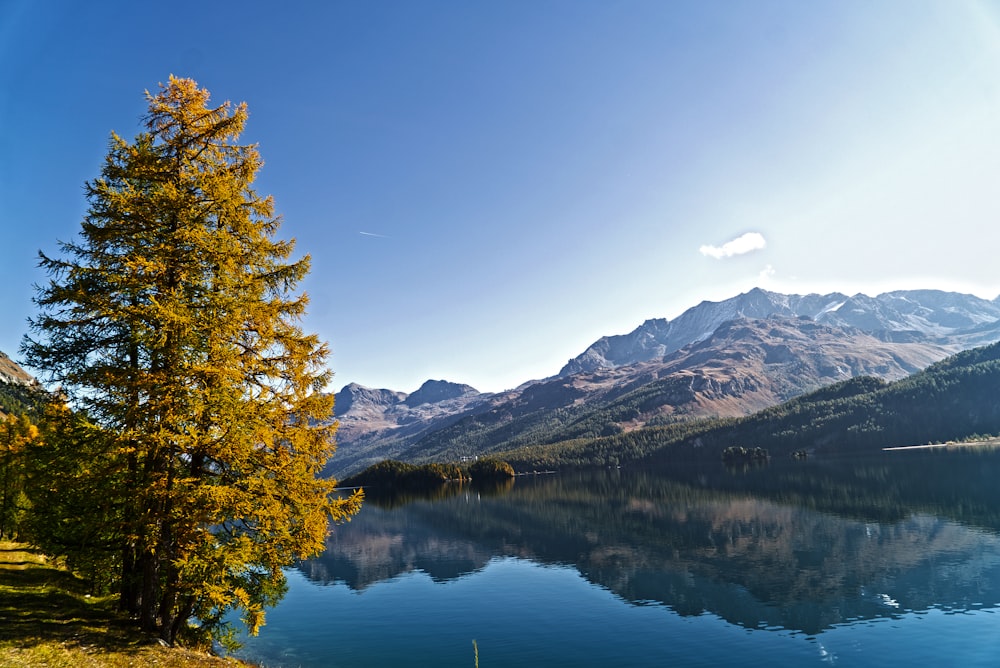 tree overlooking calm lake under blue sky at daytime