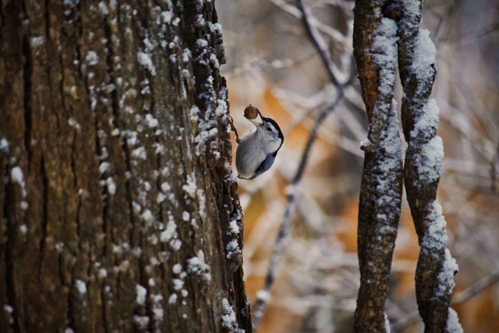 bird on the tree trunk