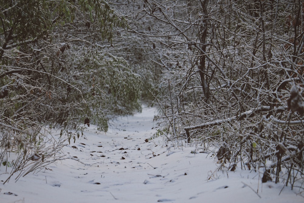 field covered with snow surrounded with trees
