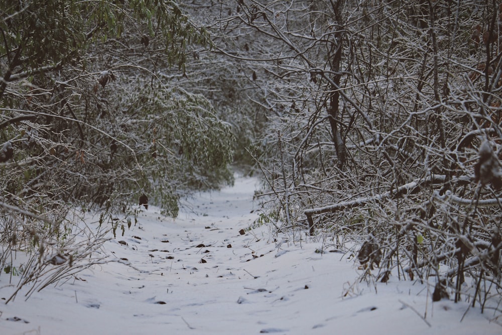 Campo coberto de neve cercado de árvores