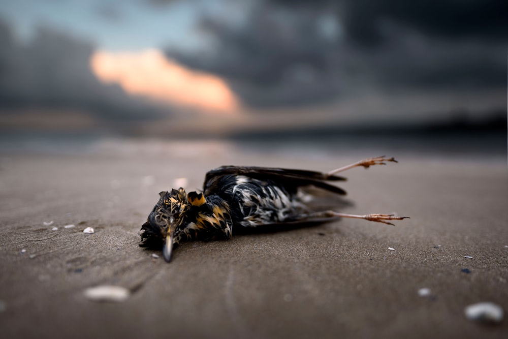 a dead bird laying on the sand on a cloudy day