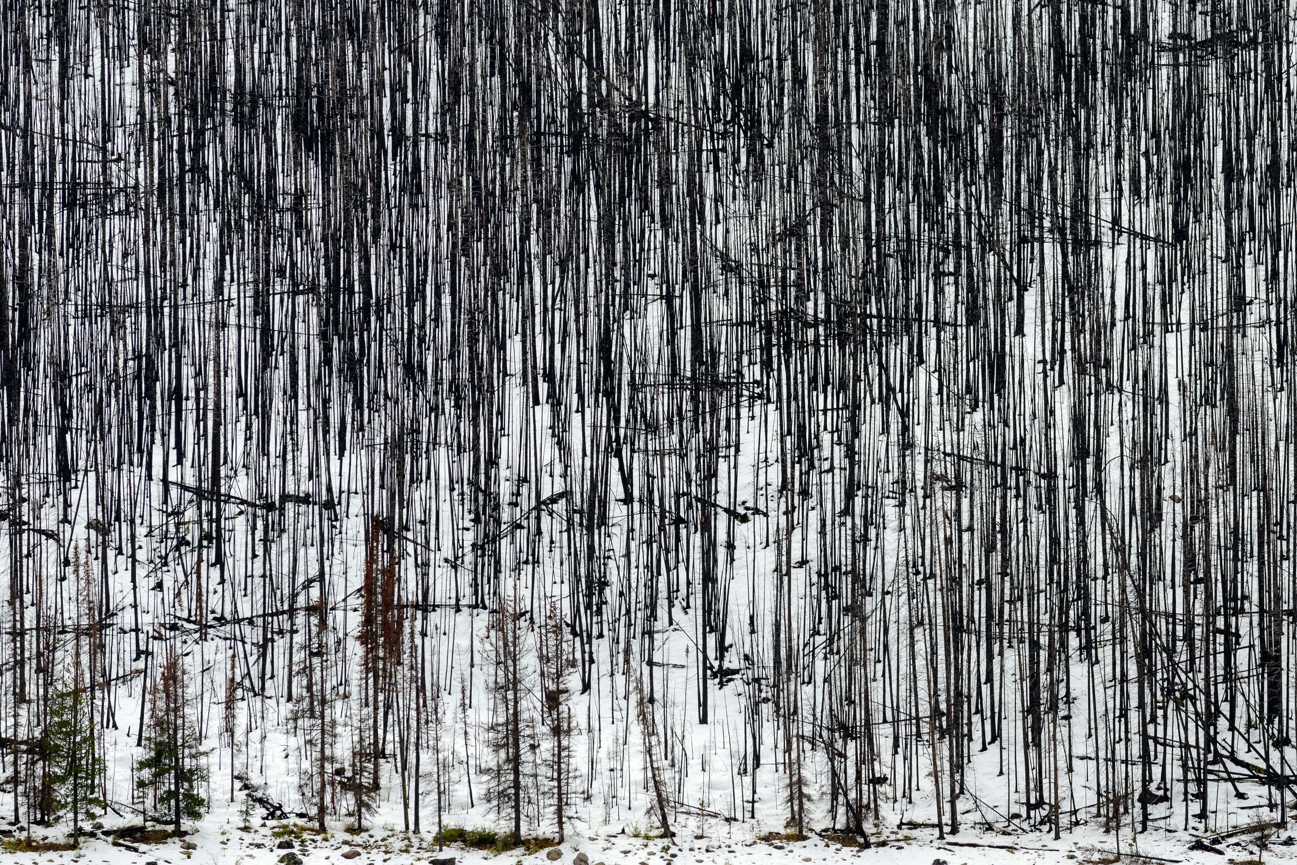 a forest filled with lots of trees covered in snow