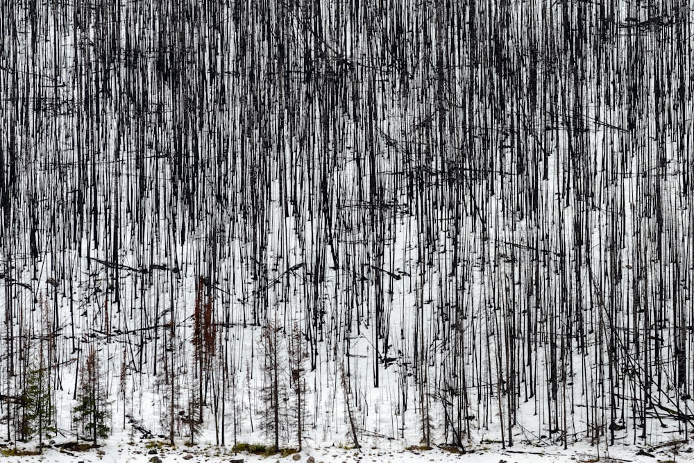 a forest filled with lots of trees covered in snow