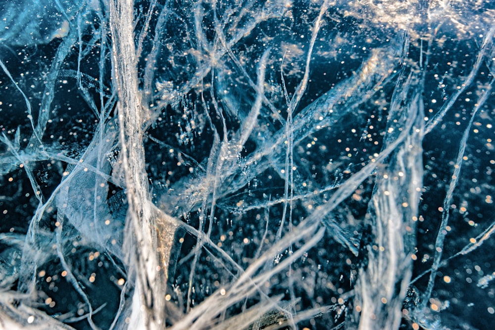 a close up of a tree with ice on it