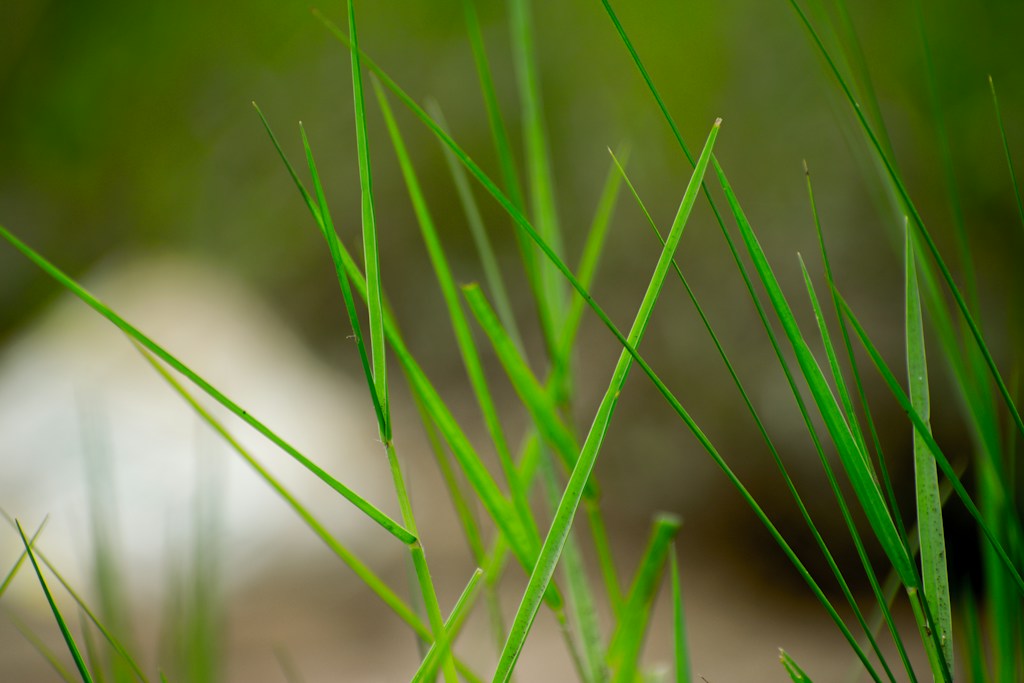 Lawn Care Product