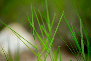 Lawn Care Product