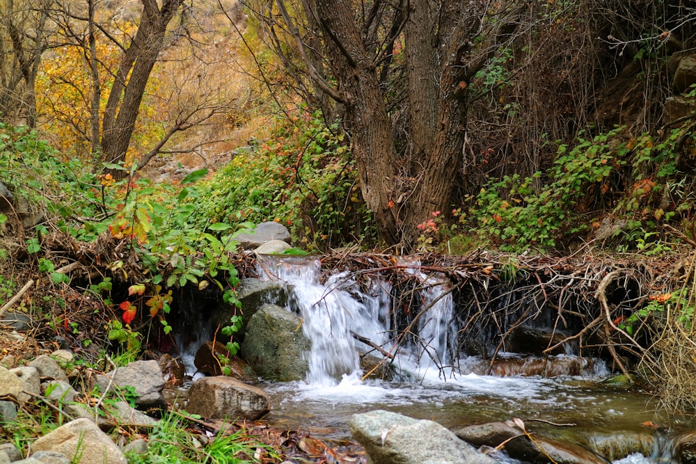 body of water with stones and trees