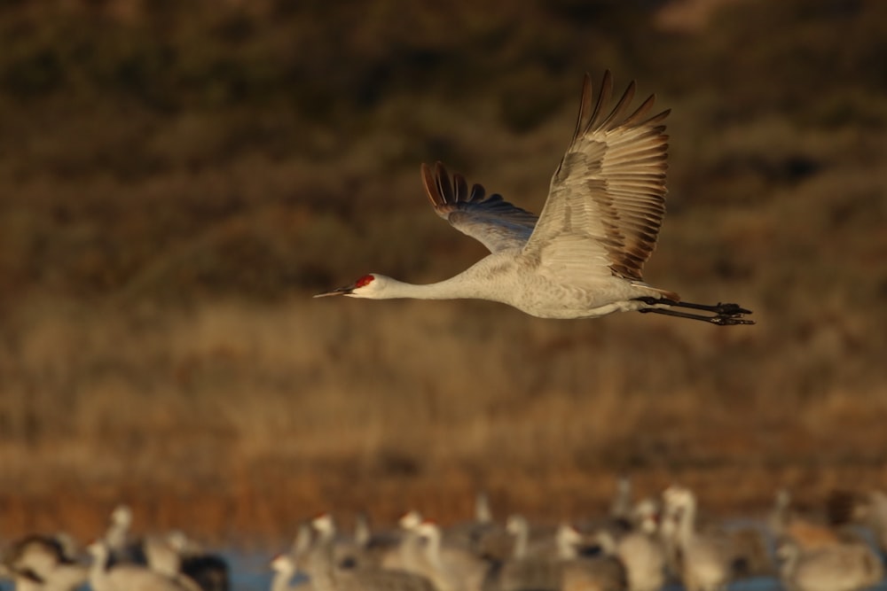 sandhill crane bird flying during daytime selective focus photography