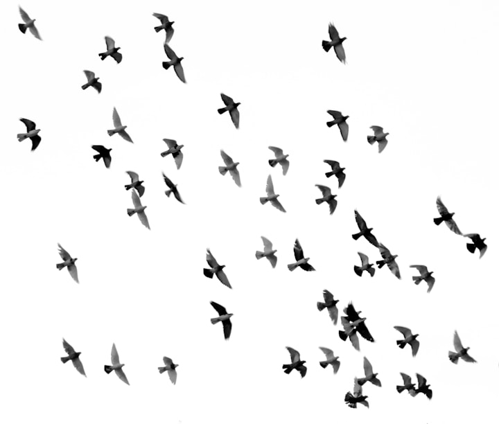 low angle photography of flock of silhouette of bird illustration