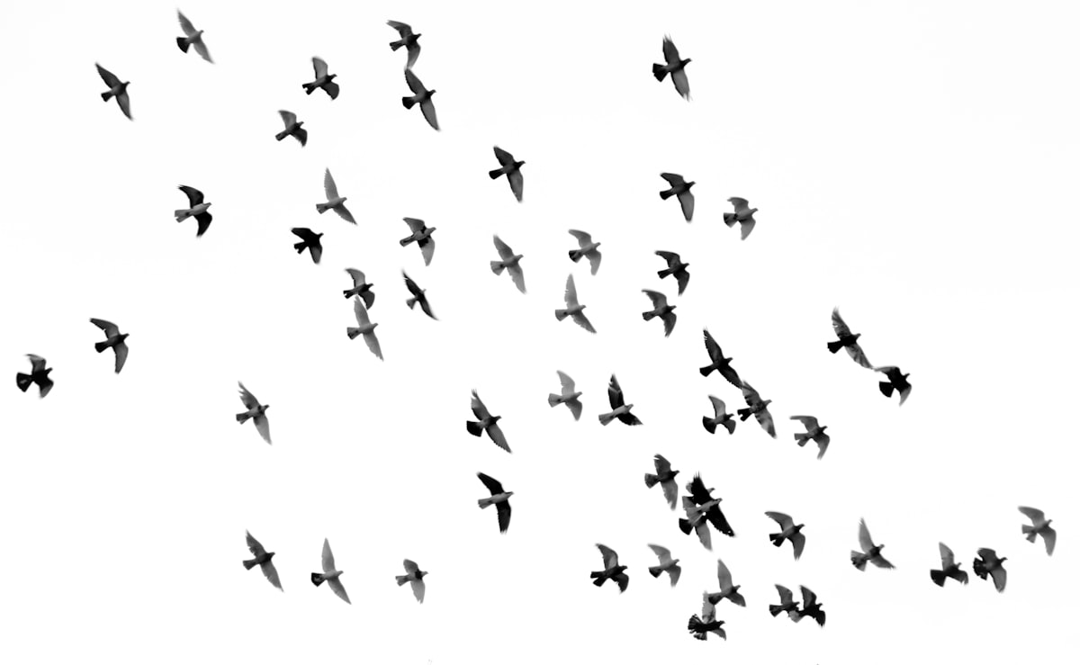 B/W picture from Unsplash of birds flying in the air.