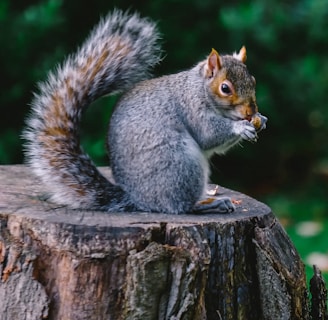 gray and brown squirrel on wood