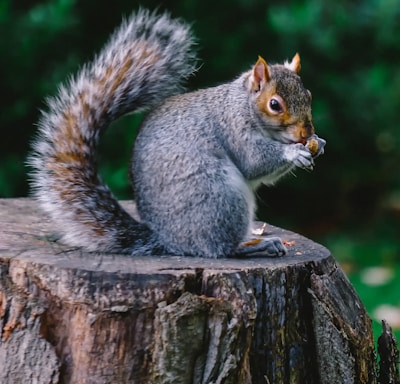 gray and brown squirrel on wood