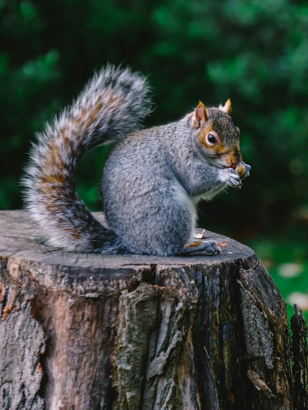 brown squirrel on green grasses photo – Free Animal Image on Unsplash