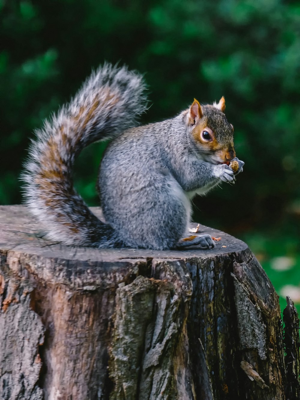 graues und braunes Eichhörnchen auf Holz