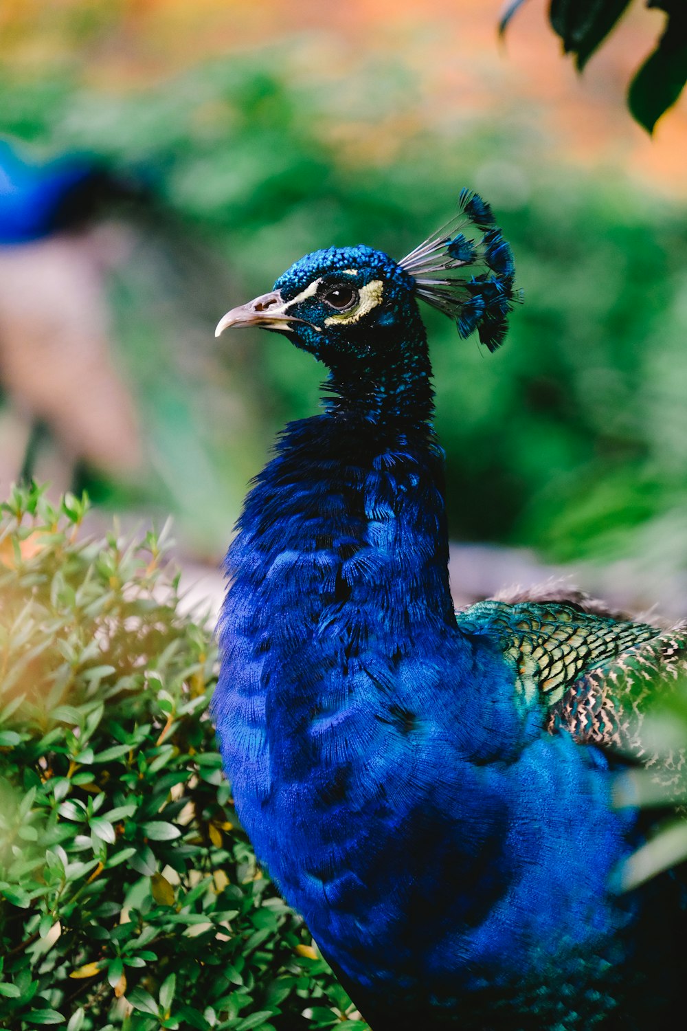 Blauer und grüner Pfau