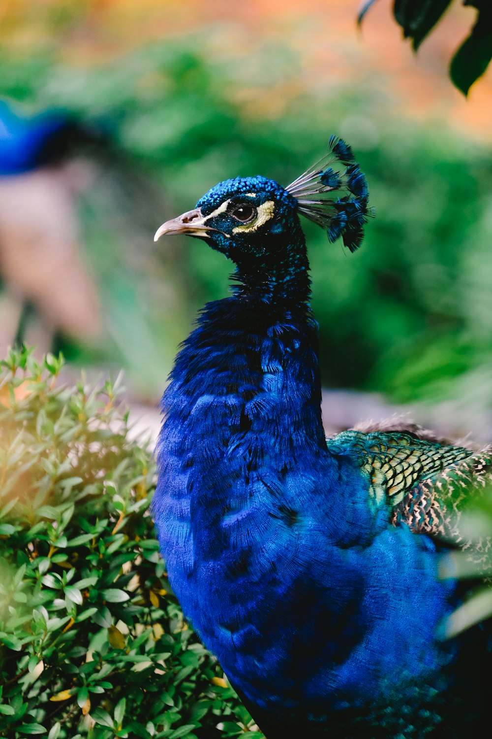 blue and green peafowl