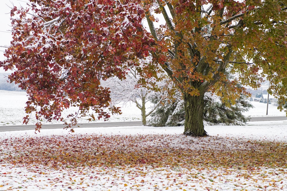 brown tree