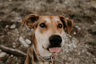 A close-up of a focused dog wearing a rescue vest, ready to dive in.
