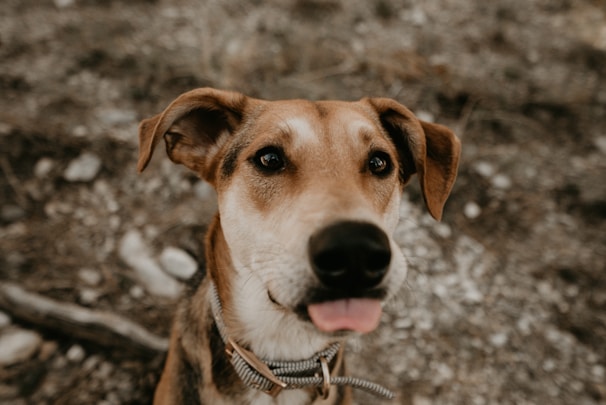 A close-up of a focused dog wearing a rescue vest, ready to dive in.