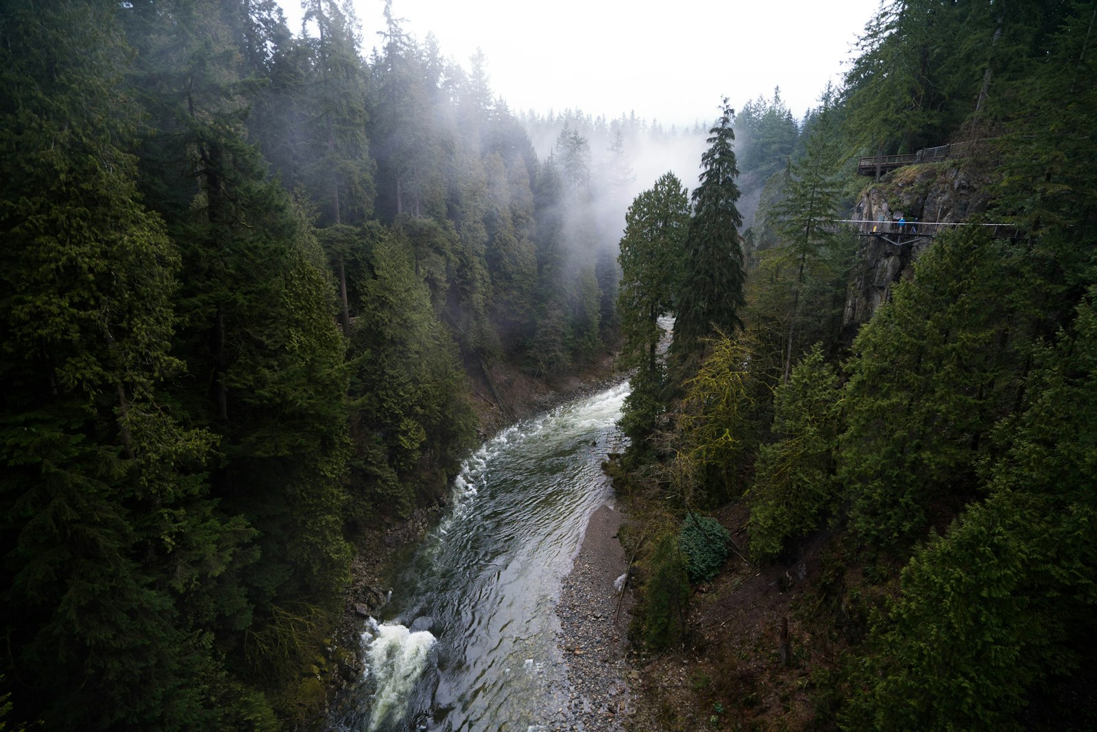 Sony a7S II + Sony Vario-Tessar T* FE 16-35mm F4 ZA OSS sample photo. River between trees photography