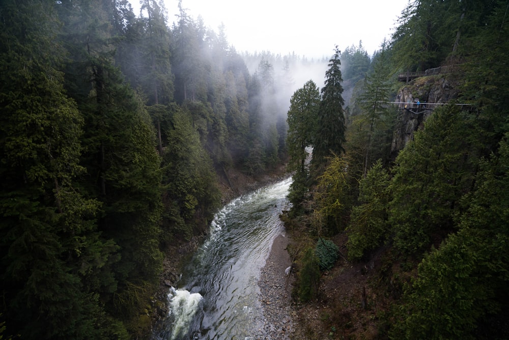 river between trees